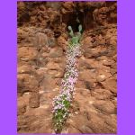 Flowers Growing In Rock.jpg